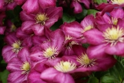 clematis flower